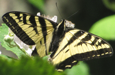 @1 (assets/butterfly.ppm)